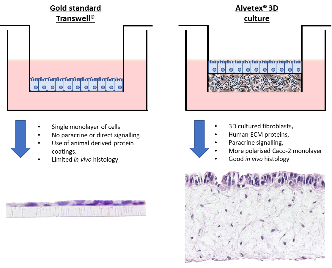 Using 3D culture to improve Caco2 permeability assays